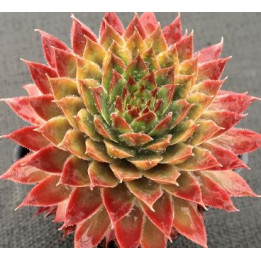 Sempervivum Butterscotch Baby