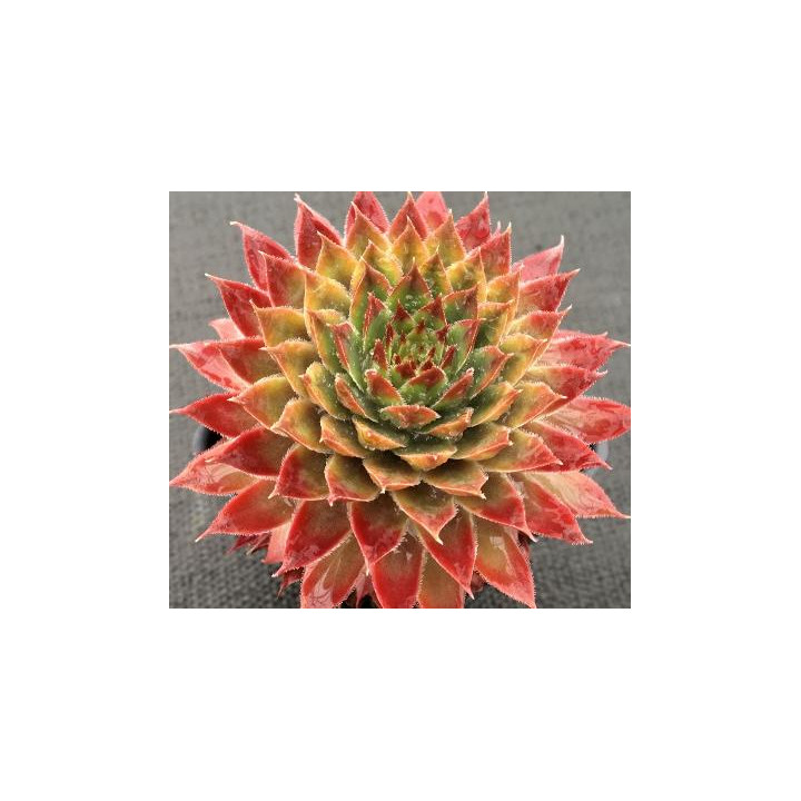 Sempervivum Butterscotch Baby