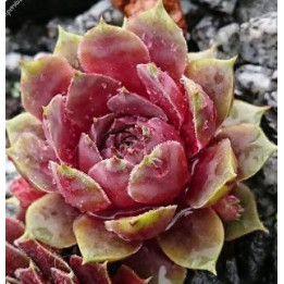 Sempervivum Steal Appeal