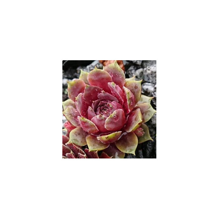 Sempervivum Steal Appeal