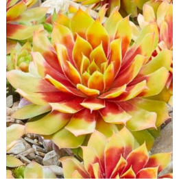 Sempervivum Golden Nugget