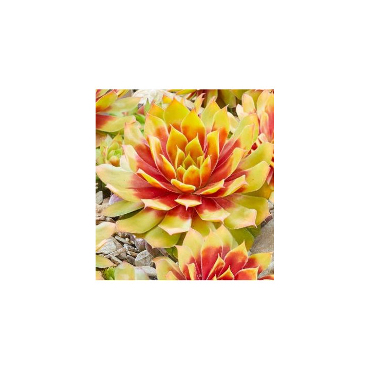 Sempervivum Golden Nugget
