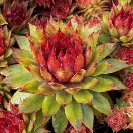 Sempervivum Pineapple Paradise