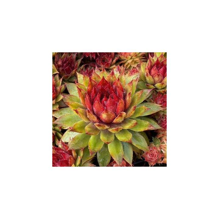 Sempervivum Pineapple Paradise