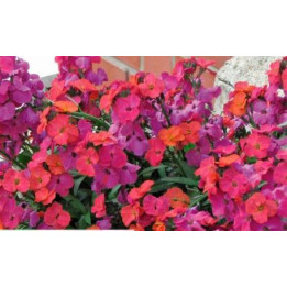 Erysimum - Violet