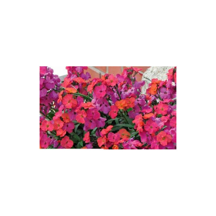 Erysimum - Violet