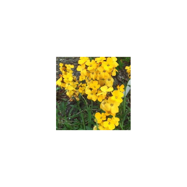 Erysimum - Jaune