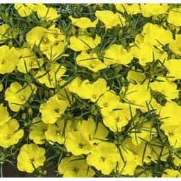 Calylophus - Jaune