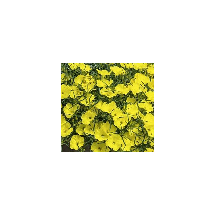 Calylophus - Jaune