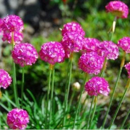 Armeria - Rose