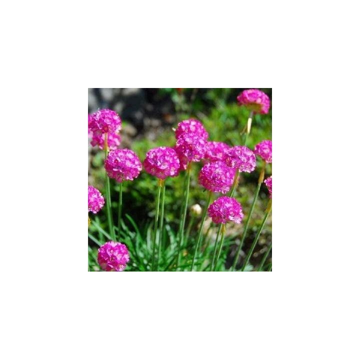 Armeria - Rose