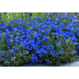 Lithodora bleu