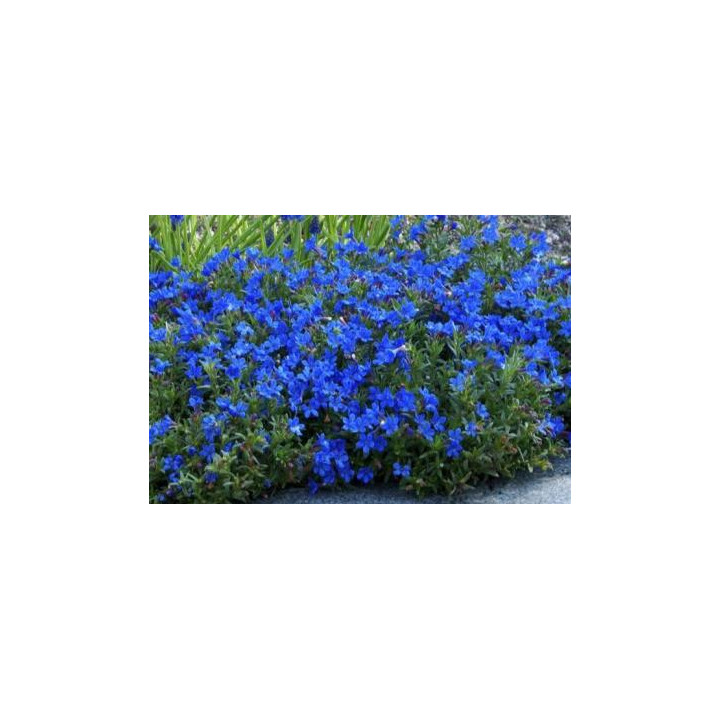 Lithodora bleu