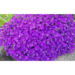 Aubriete deltoïde - Violet