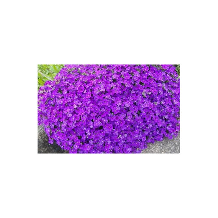 Aubriete deltoïde - Violet