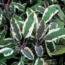Salvia officinalis - Sauge verte et blanche