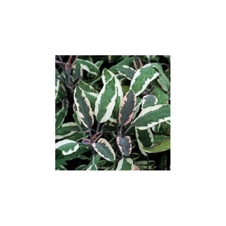 Salvia officinalis - Sauge verte et blanche