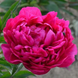 Pivoine Kansas