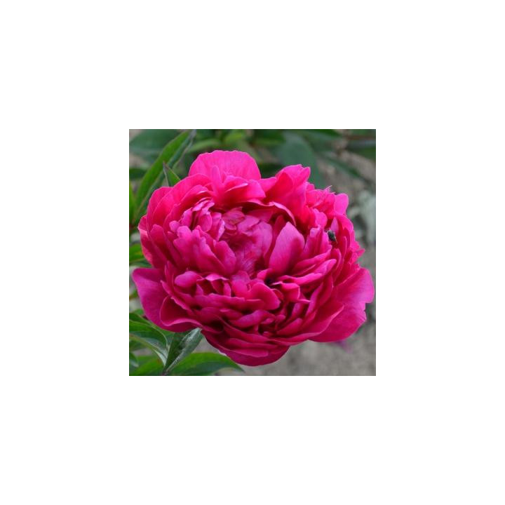 Pivoine Kansas