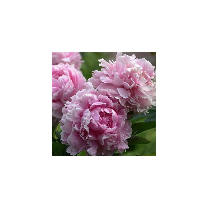 Pivoine Sarah Bernhardt