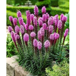 Liatris