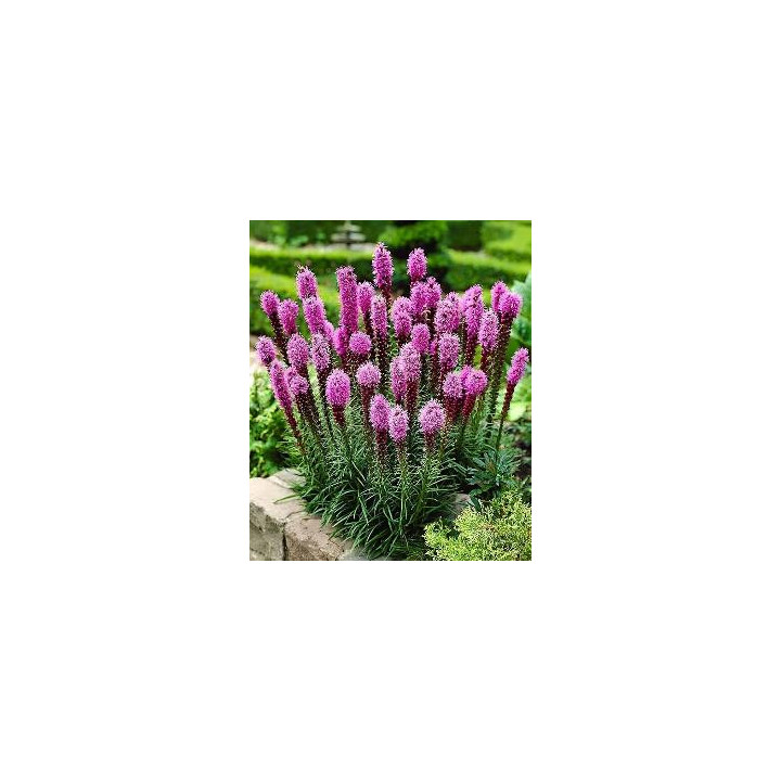 Liatris