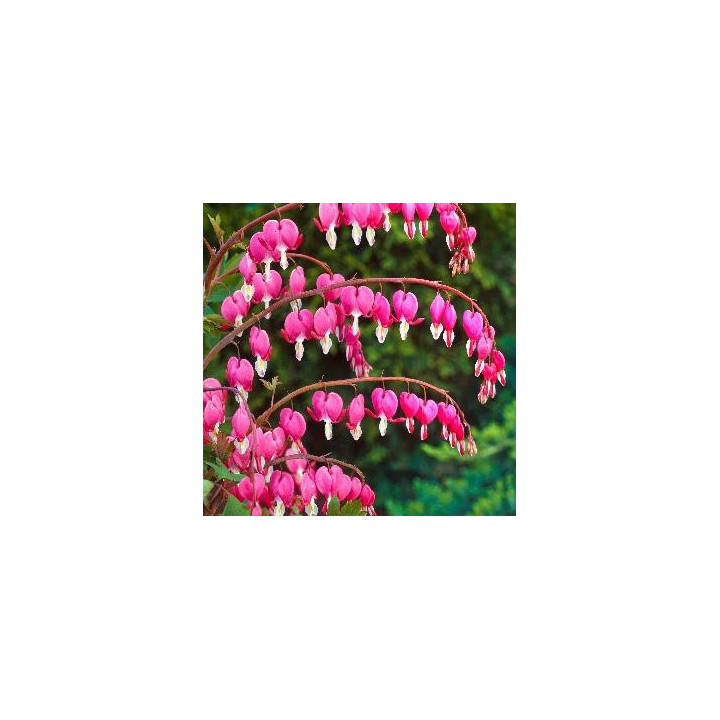 Discentra - Rose