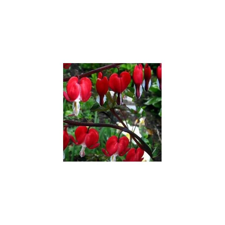 Discentra - Rouge