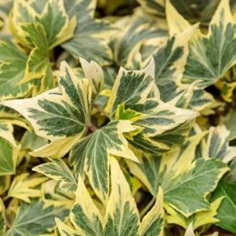 Hedera (Lierre ripple)