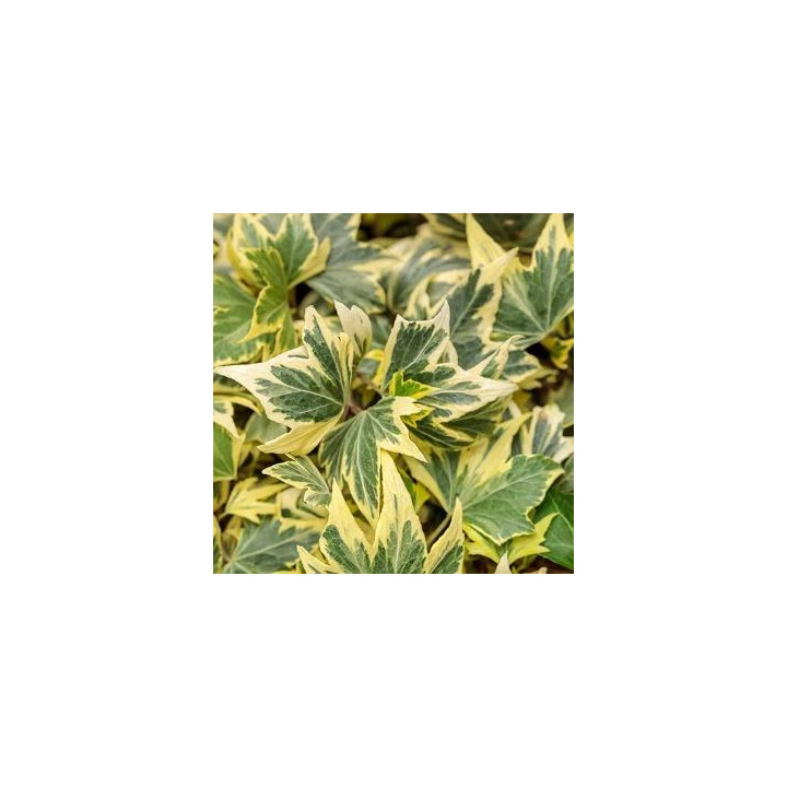 Hedera (Lierre ripple)