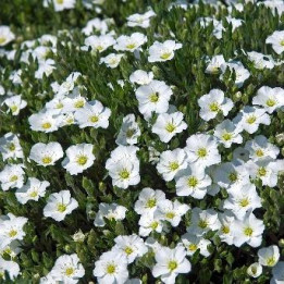 Arenaria