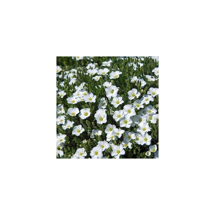 Arenaria