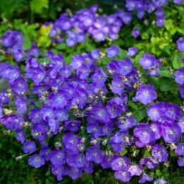 Campanule