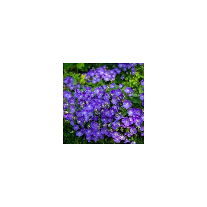 Campanule