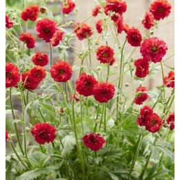 Geum