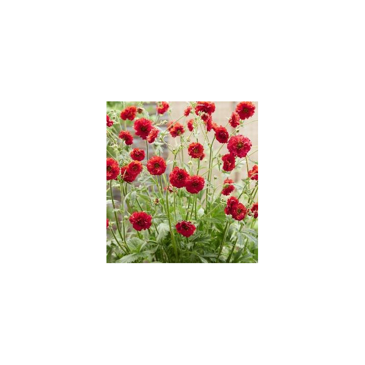 Geum