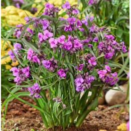 Tradescantia