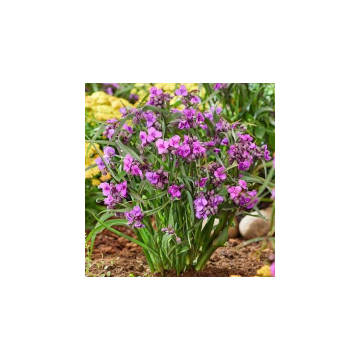 Tradescantia
