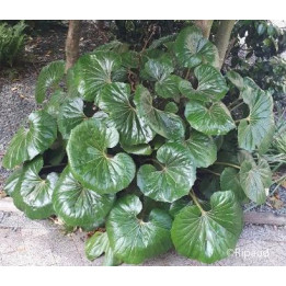 Farfugium giganteum