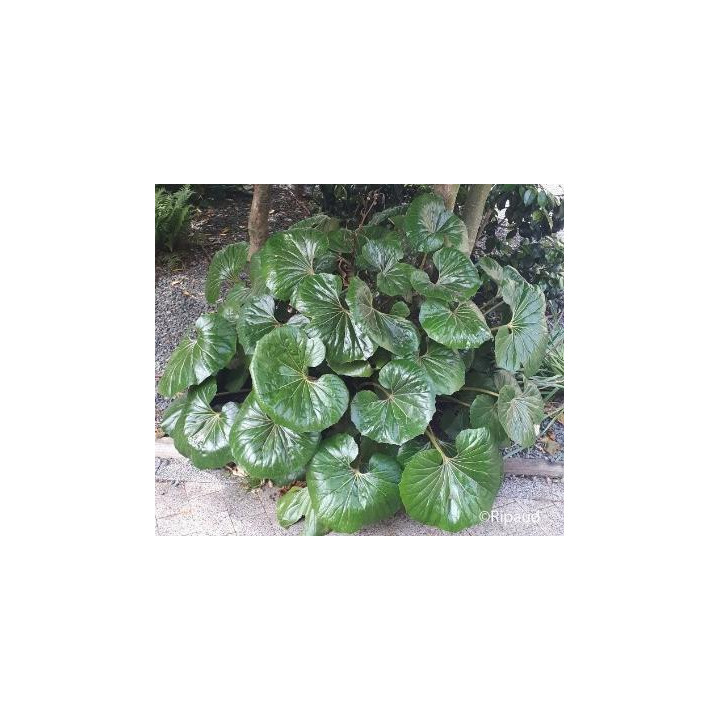 Farfugium giganteum