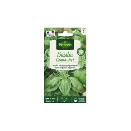 Graines Basilic grand vert
