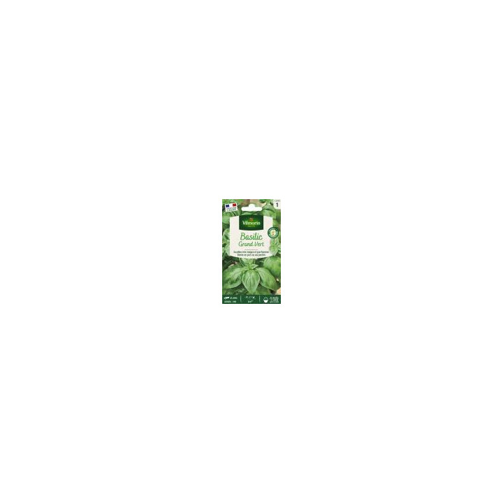 Graines Basilic grand vert