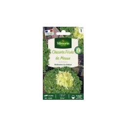 Graines Chicorée frisée de Meaux