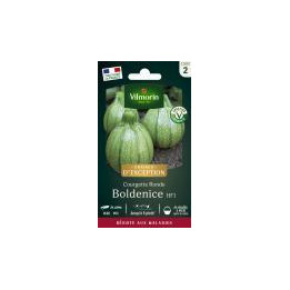 Graines Courgette Boldenice