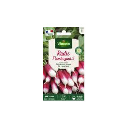 Graines Radis Flamboyant 5