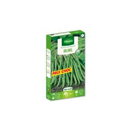 Graines Haricot Delinel nain filet sans fils