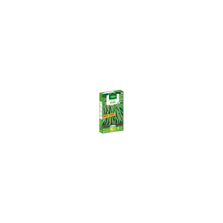 Graines Haricot Delinel nain filet sans fils