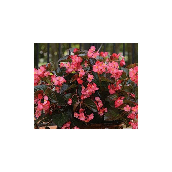 Bégonia Big - C04