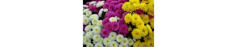 Chrysanthèmes